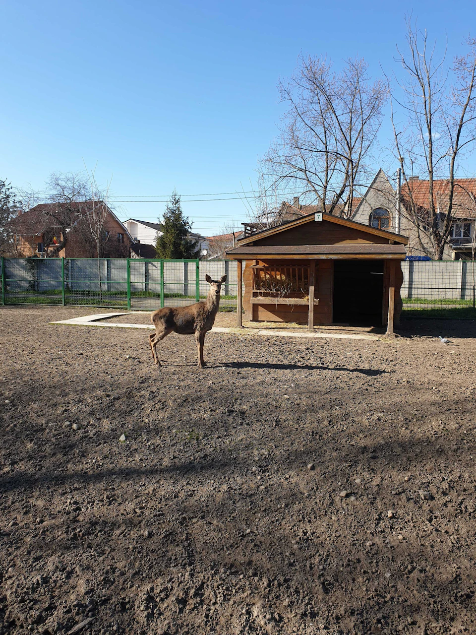 A deer stands in front of a small wooden shed in a fenced yard, with houses and bare trees in the background.