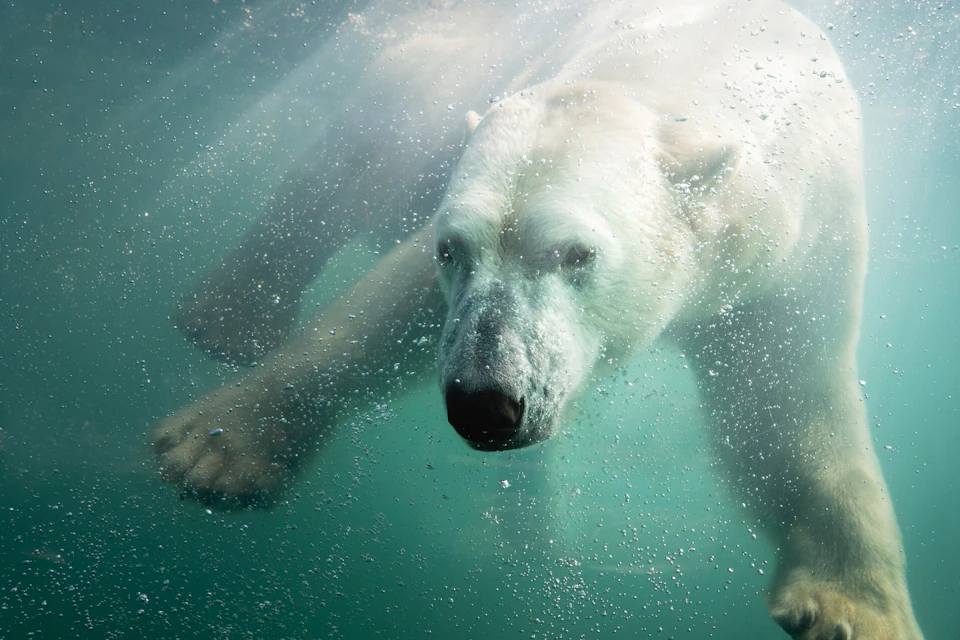 Polar bear at Amnéville Zoo