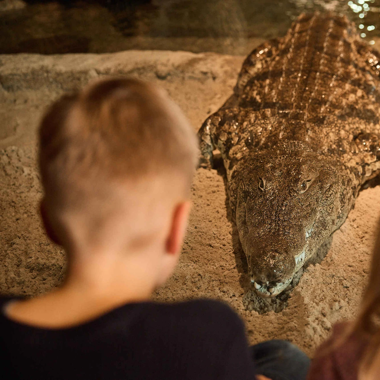 Nile crocodile