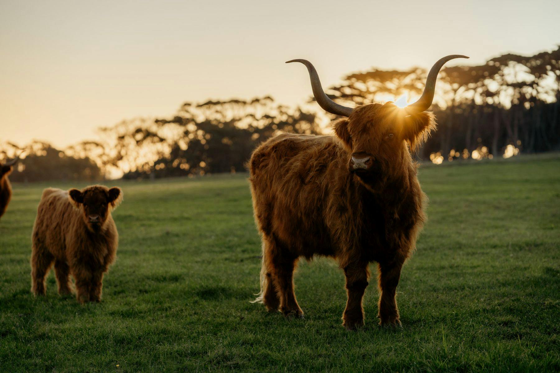 日落时分，两头高地奶牛站在草地上，背景是树木。
