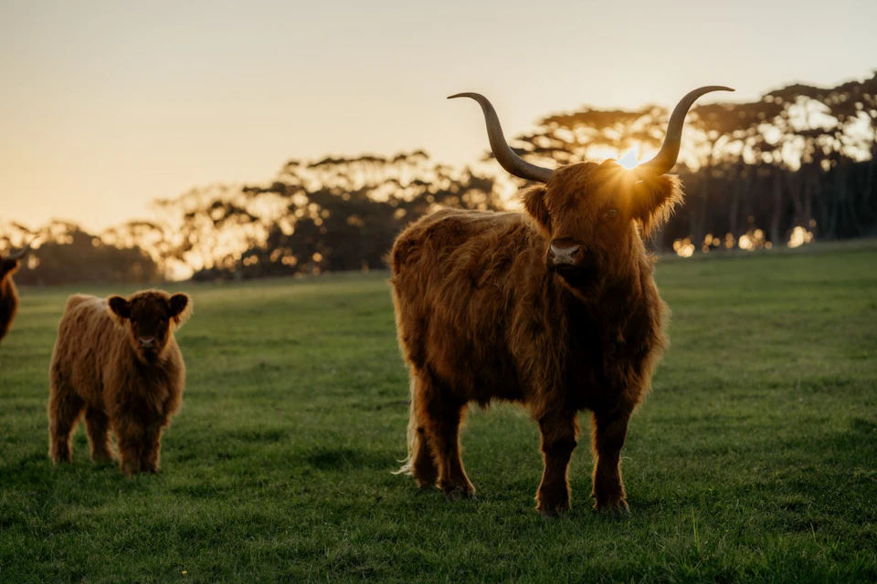 Two Highland cows stand in a grassy field at sunset with trees in the background.
