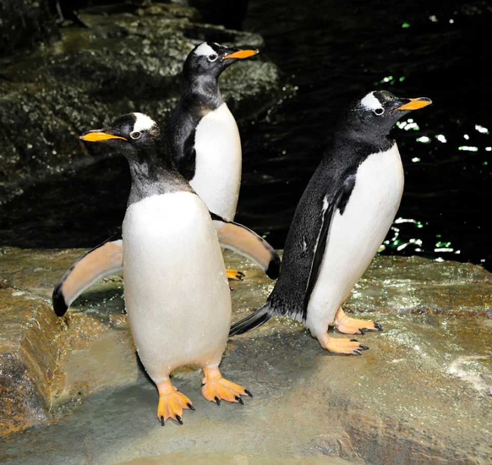 Three penguins standing on a rocky surface near a body of water, with one penguin extending its wings slightly.