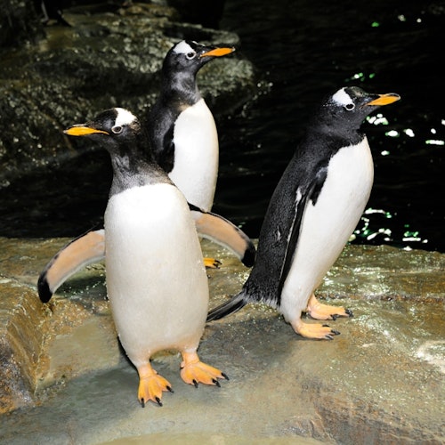 Central Park Zoo: Experiencia total