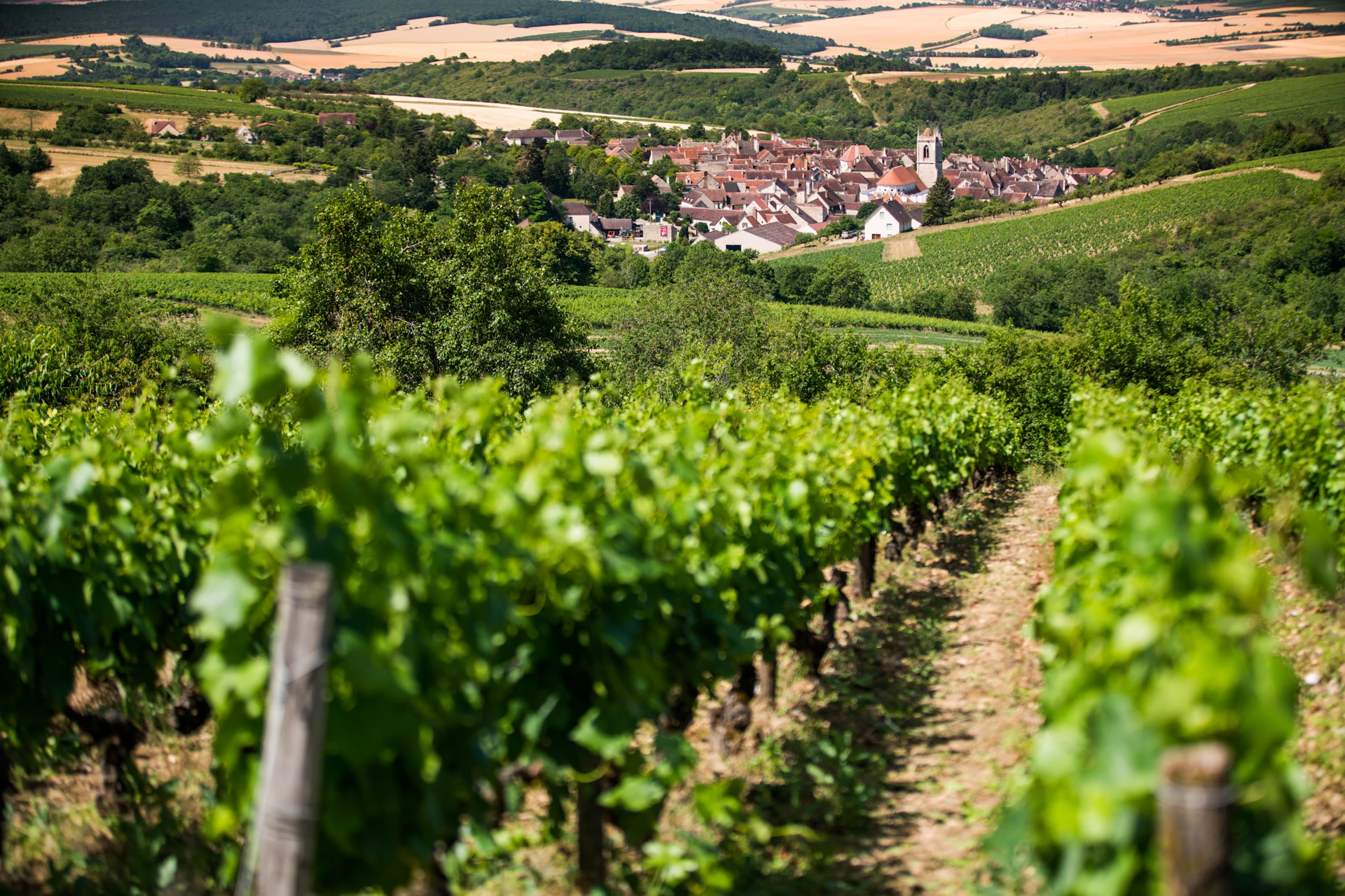 vineyard and village