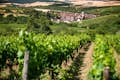 vingård og landsby