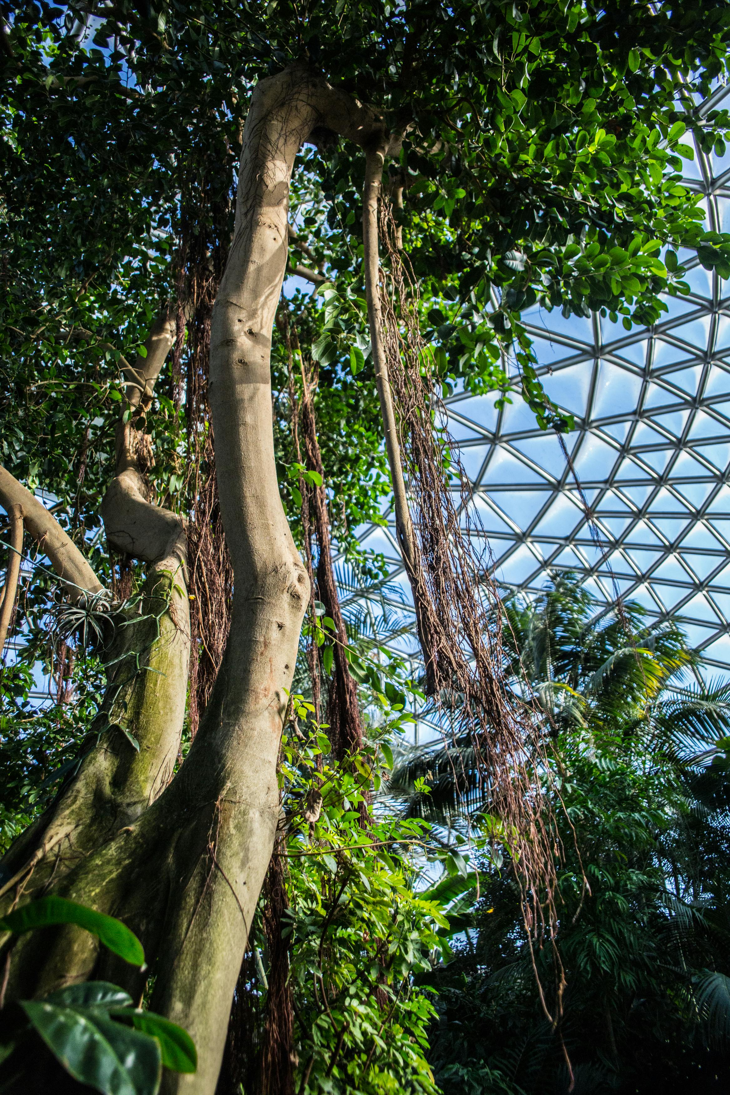 Bloedel Conservatory Tickets | Vancouver