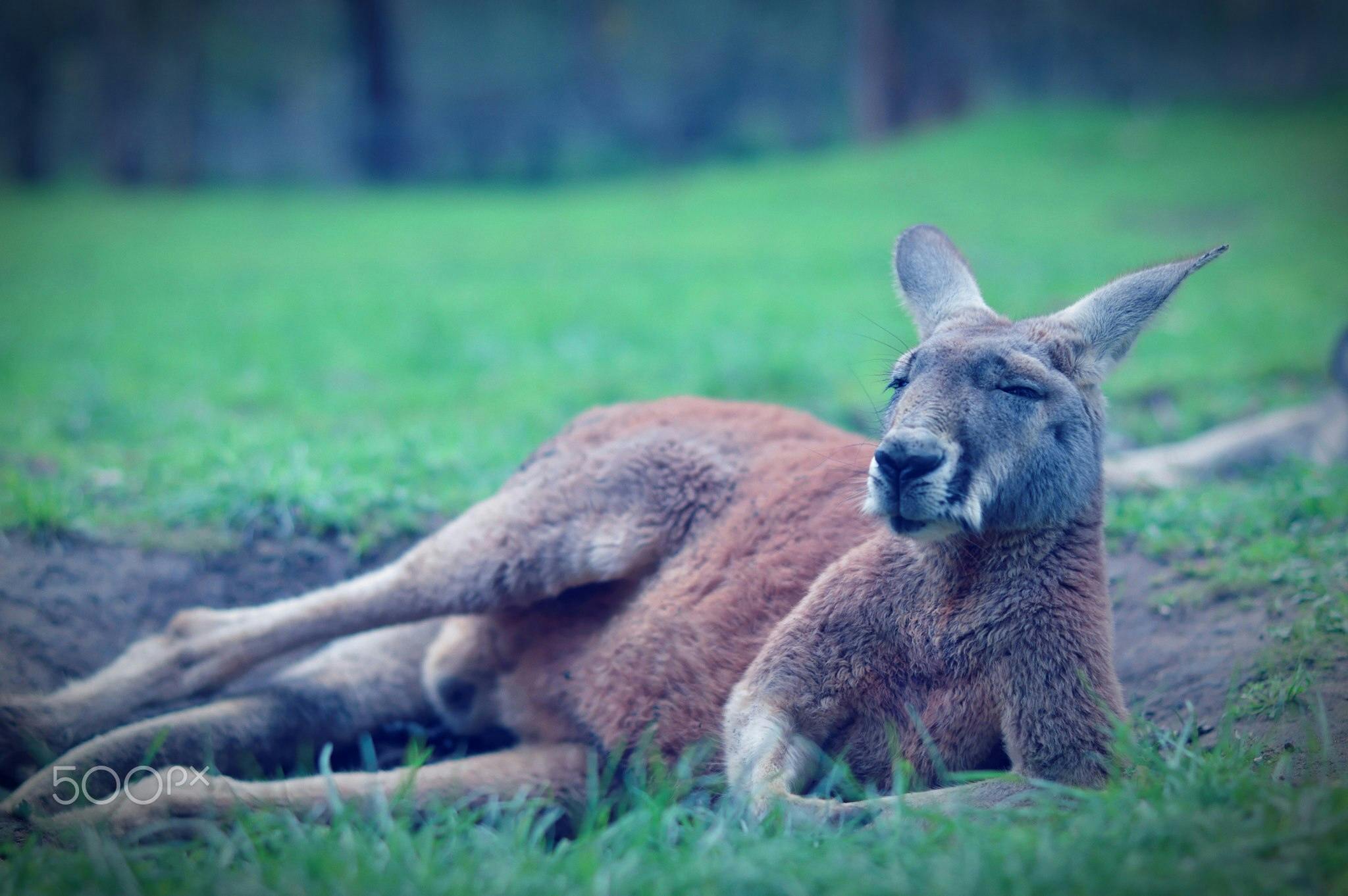 A kangaroo laying on the grass with closed eyes, surrounded by a blurred green background.