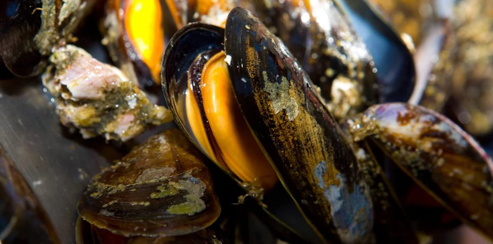 Close-up of several open mussels with dark shells and bright orange interior flesh, showing texture and detail.