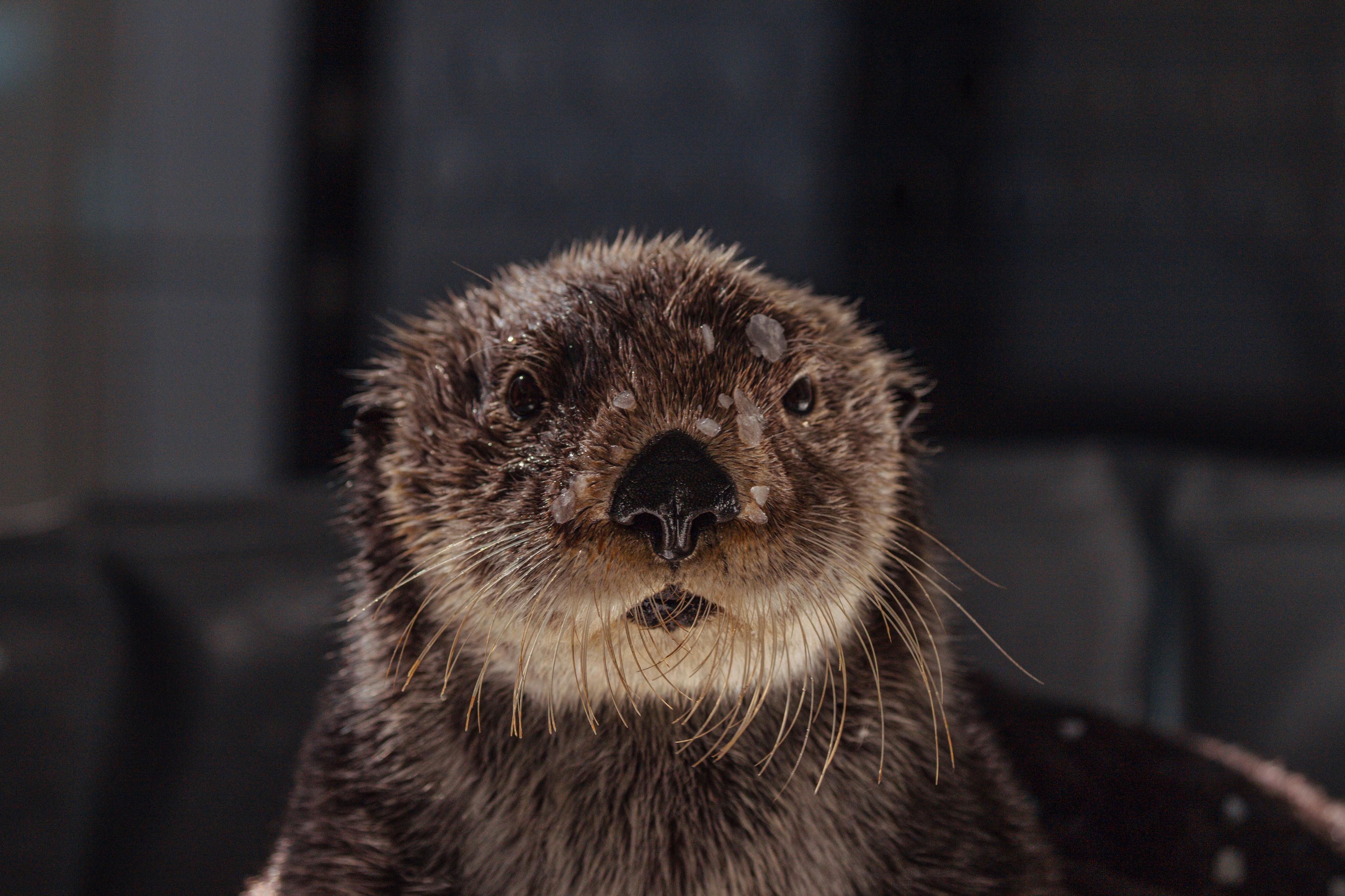 Océanopolis: Skip The Line Ticket