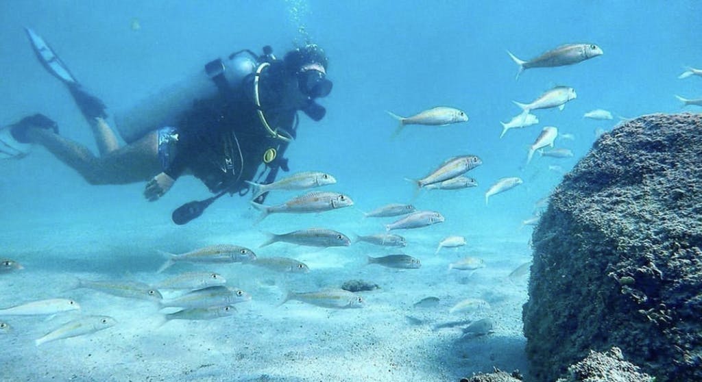 Аквалангист под водой в окружении стаи рыб на дне океана.