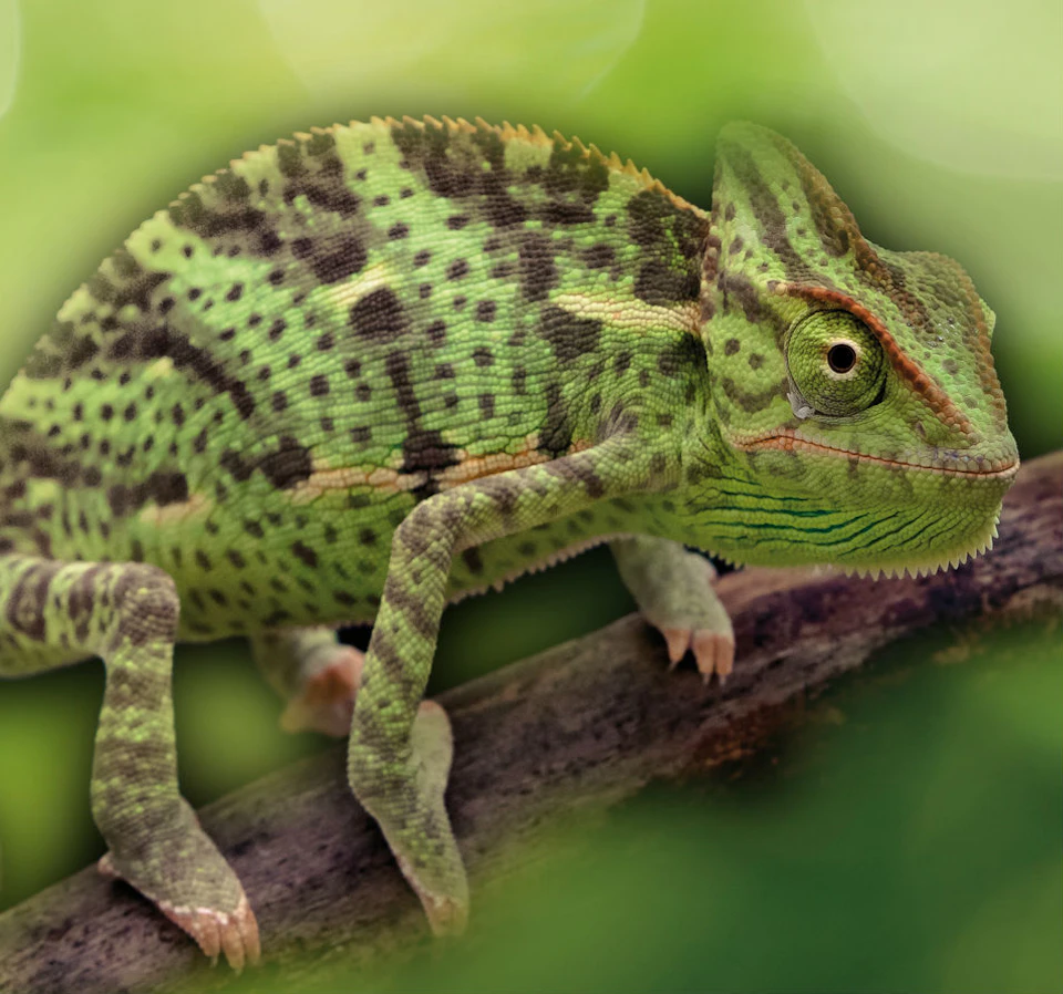 A green chameleon with black spots clings to a branch, surrounded by a blurred green background.