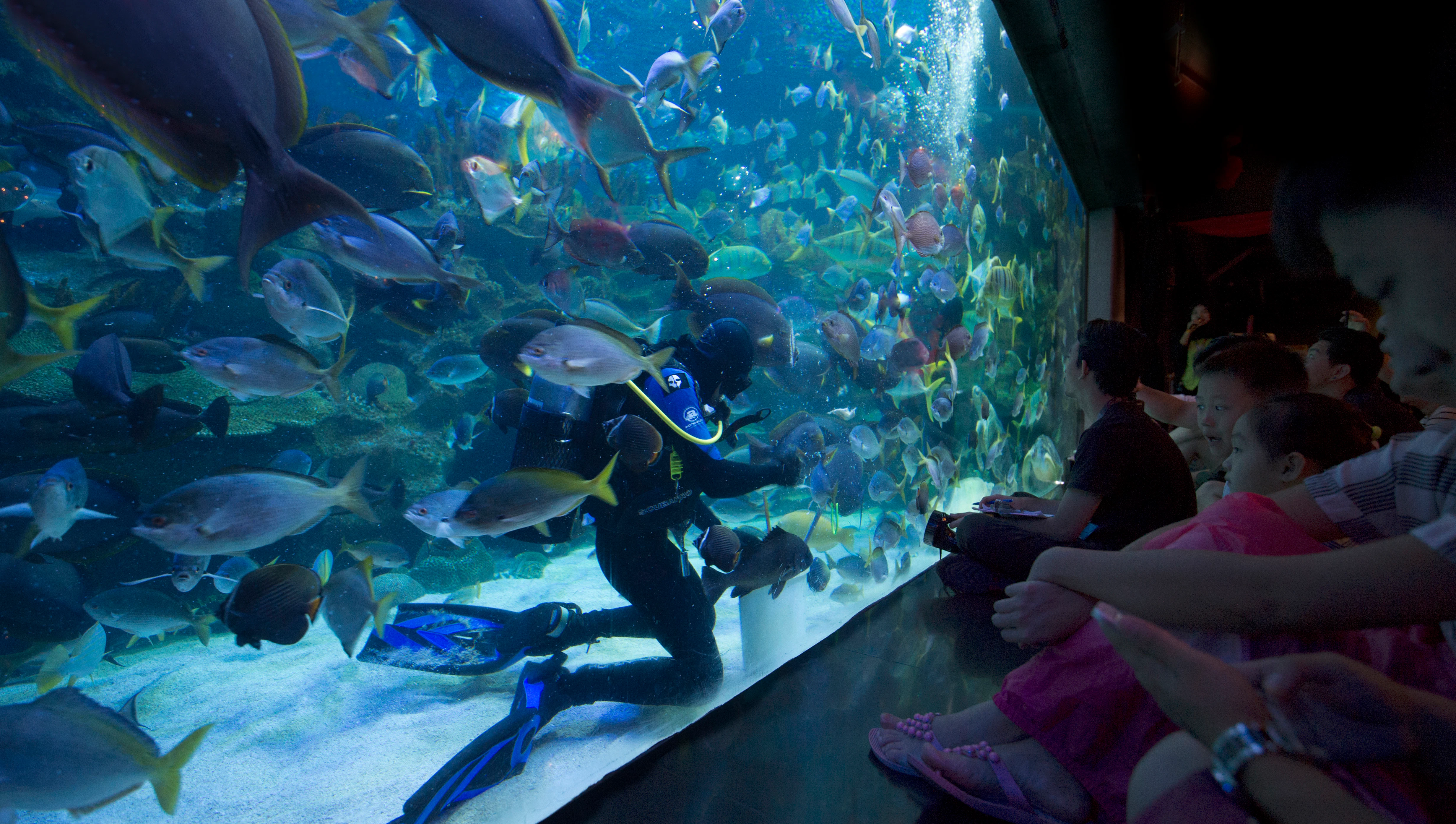 Aquaria Klcc Tickets Kuala Lumpur Tiqets Com