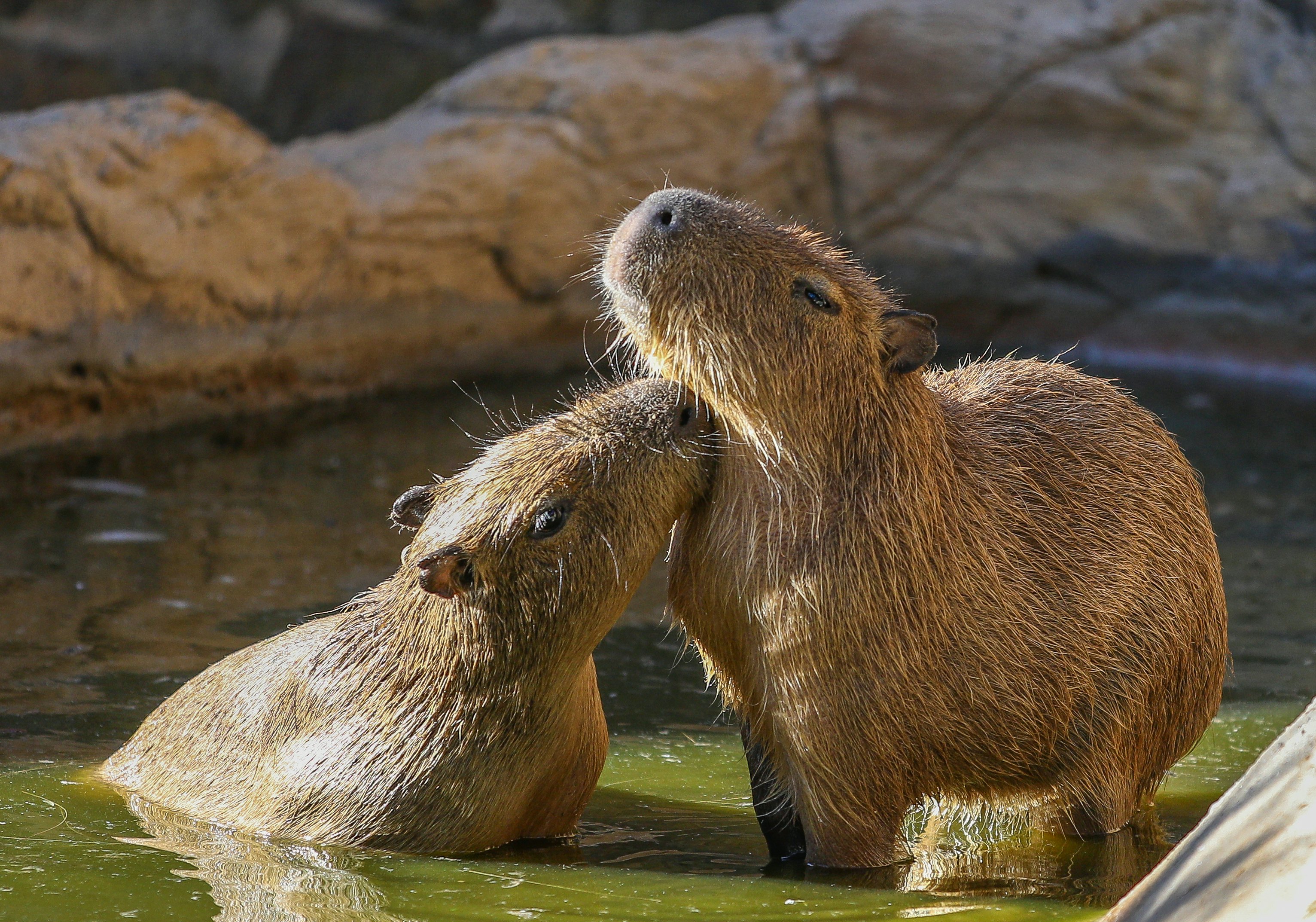 Lagos Zoo + Aquashow: Indoor Waterpark