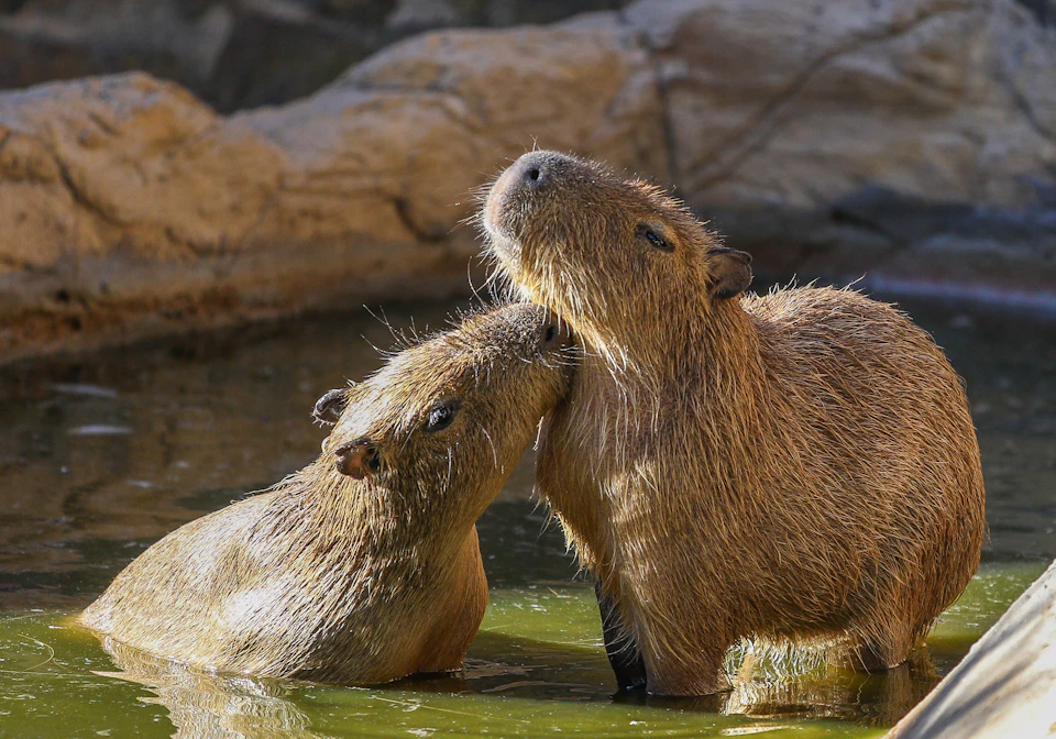 Two capybaras standing in shallow water, one nuzzling the other's neck. Rocks are visible in the background.