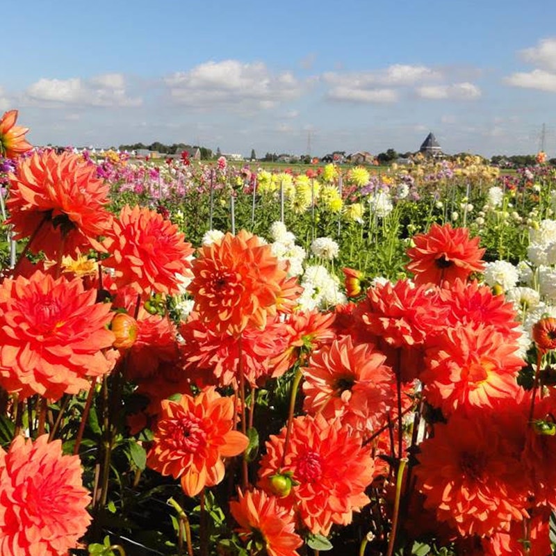 Dahlia Show Gardens 自驾游 Tiqets Dahlia Show Gardens 自驾游 Tiqets