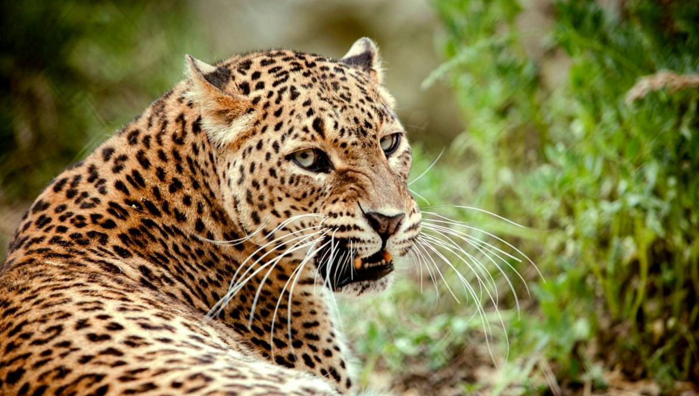 Un lleopard de pelatge tacat es troba en l'herba, mirant cap a un costat amb la boca lleugerament oberta, mostrant dents i bigotes.