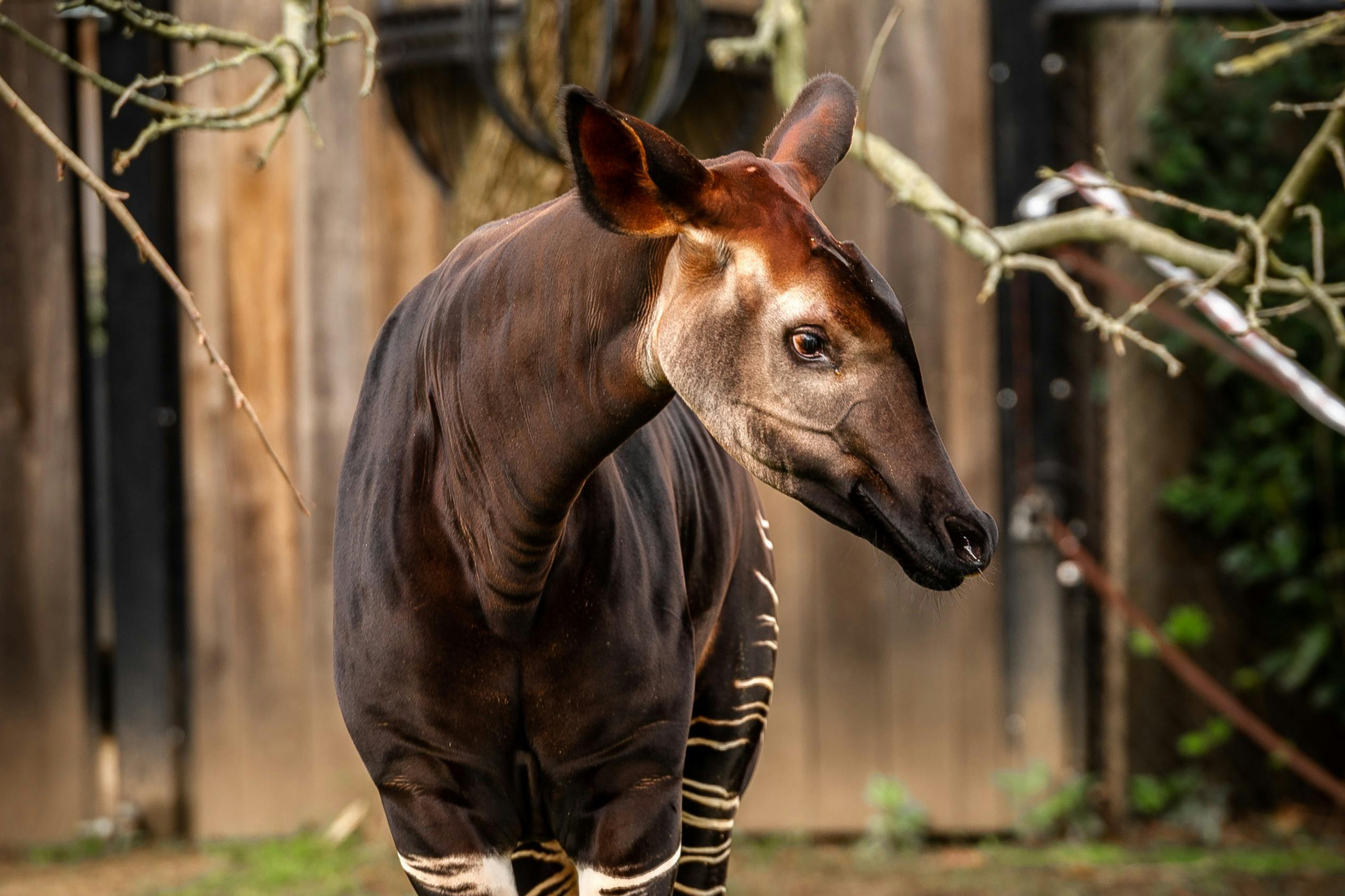 ΖΩΟΛΟΓΙΚΟΣ ΚΗΠΟΣ Okapi Kisala της Αμβέρσας