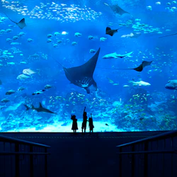 Sentosa Fun Pass: Save up to 55% on Attractions and More