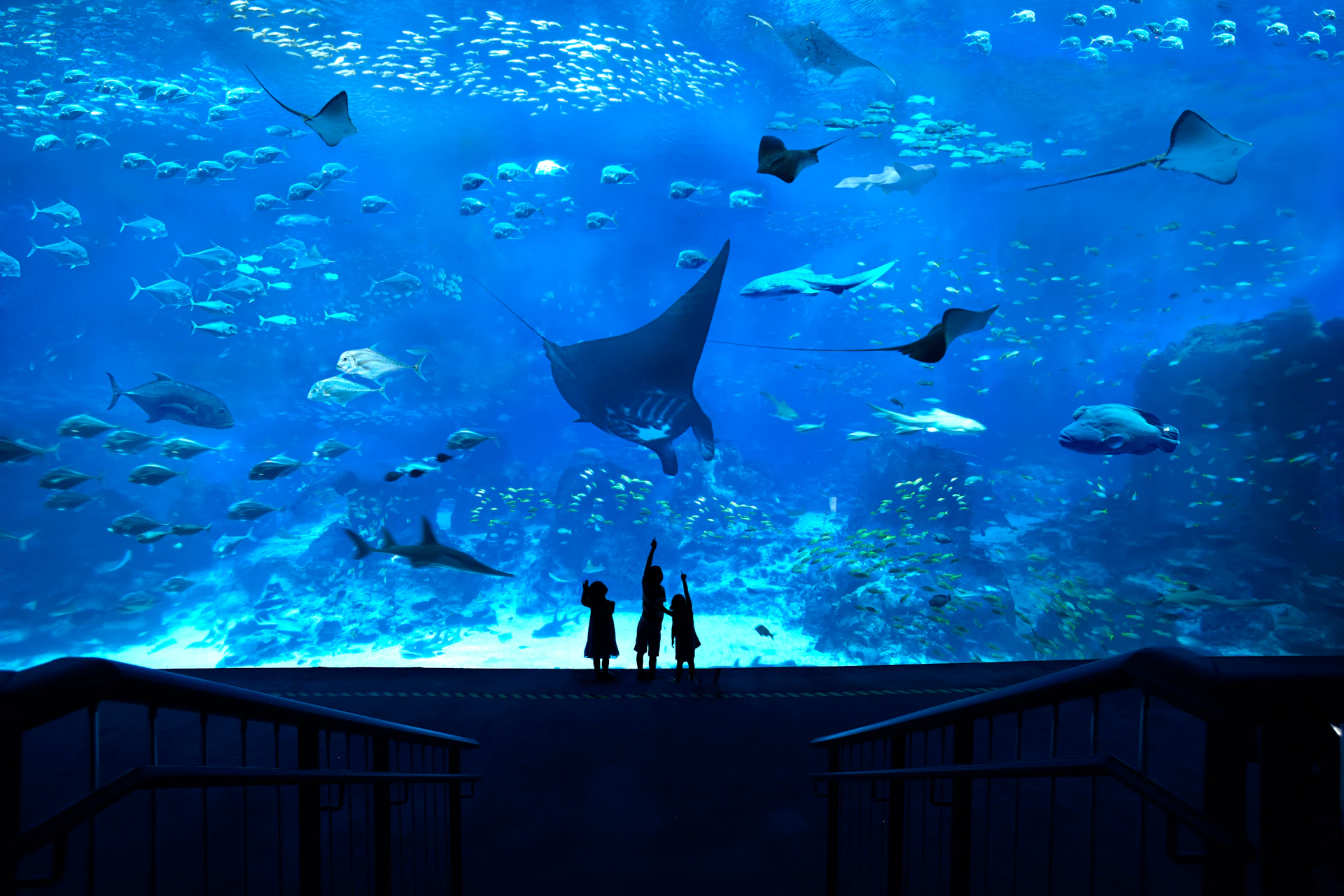 Children in silhouette watch various fish, including a large manta ray, in a huge aquarium tank.