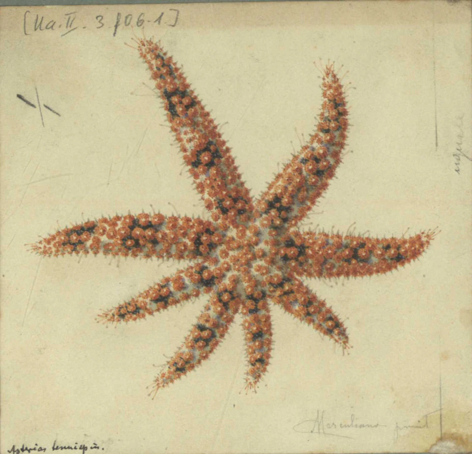 A detailed illustration of a starfish with spiny arms, labeled with handwritten notes and a signature in the margins.