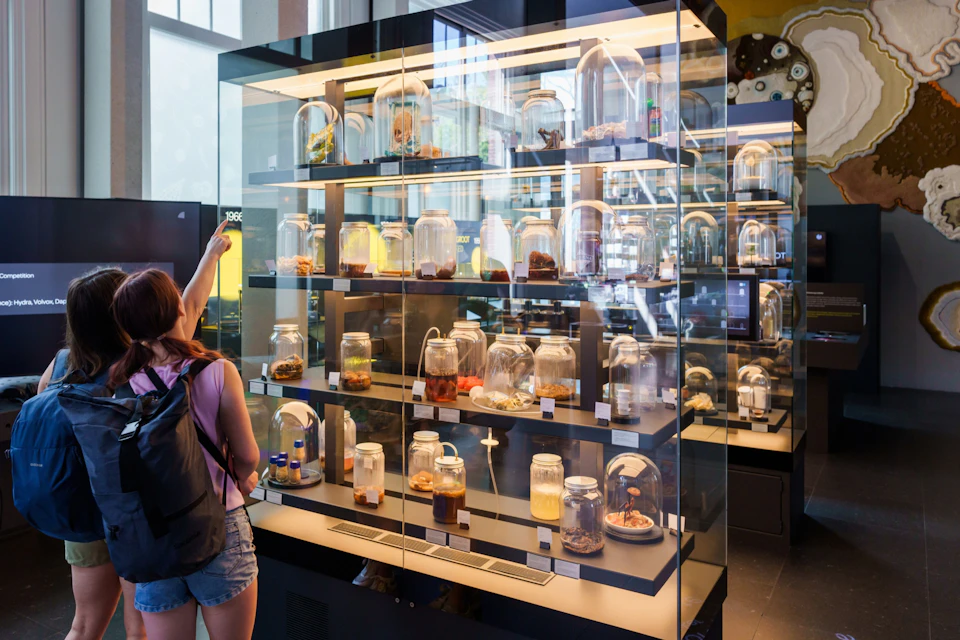A museum display case containing several glass jars, each holding various specimens. A visitor is looking at the exhibit.