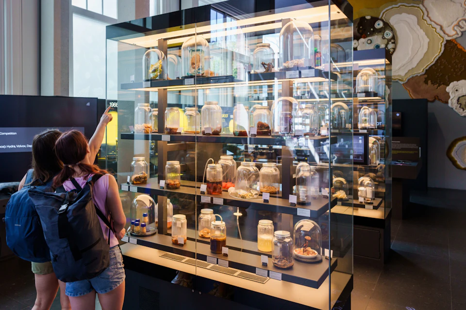 A museum display case containing several glass jars, each holding various specimens. A visitor is looking at the exhibit.