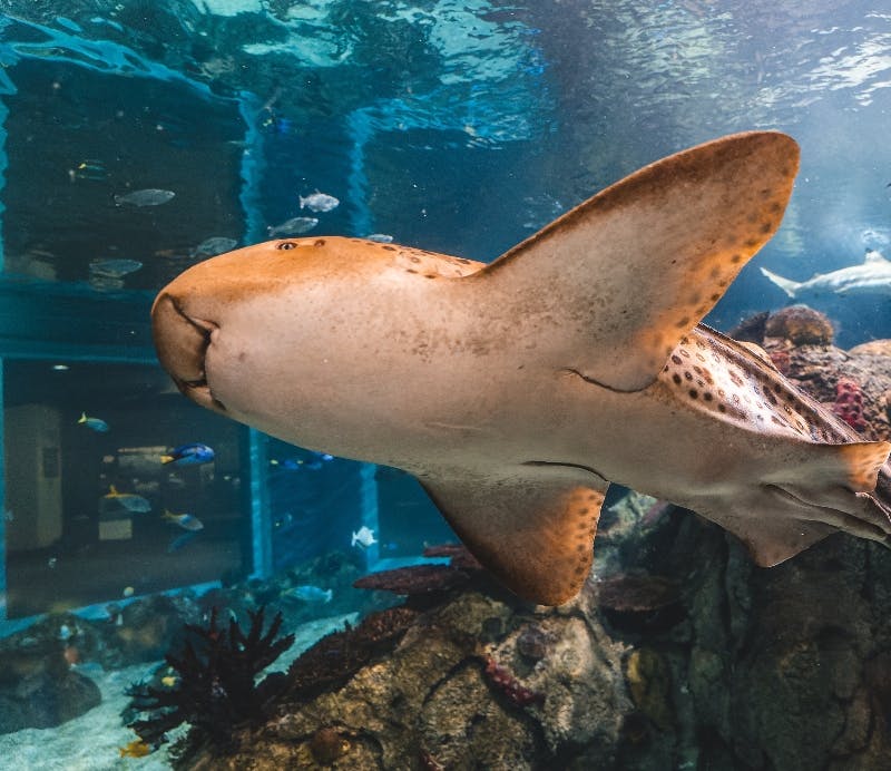 Toledo Zoo: Admission Ticket | Tiqets