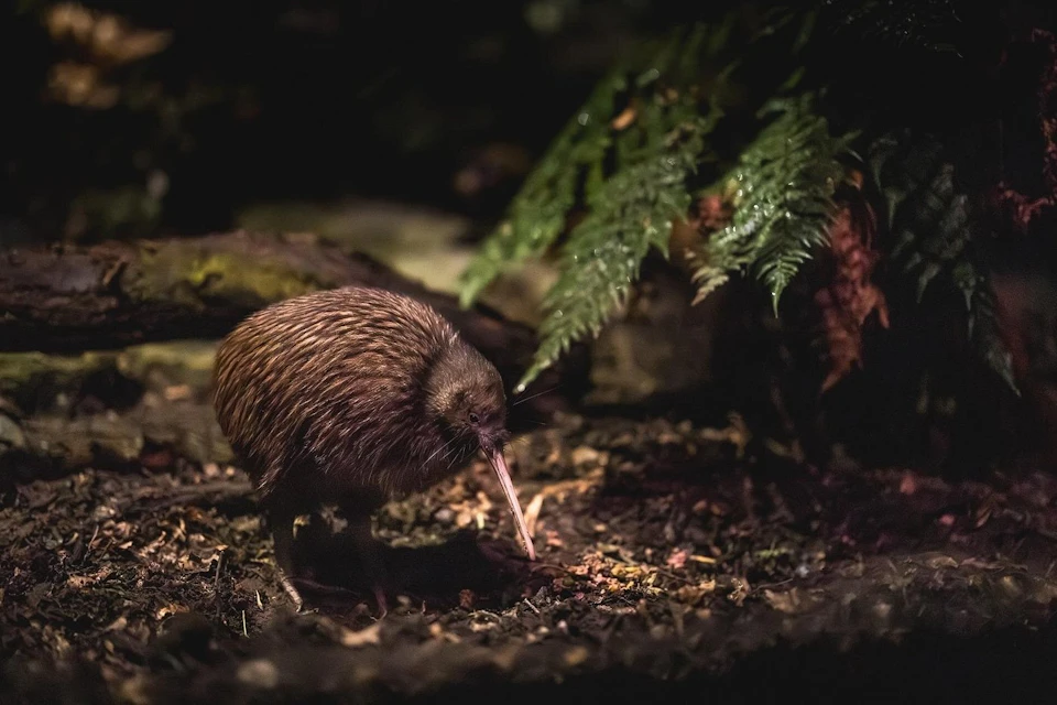 A kiwi bird on a forest floor under dim lighting, near green ferns.