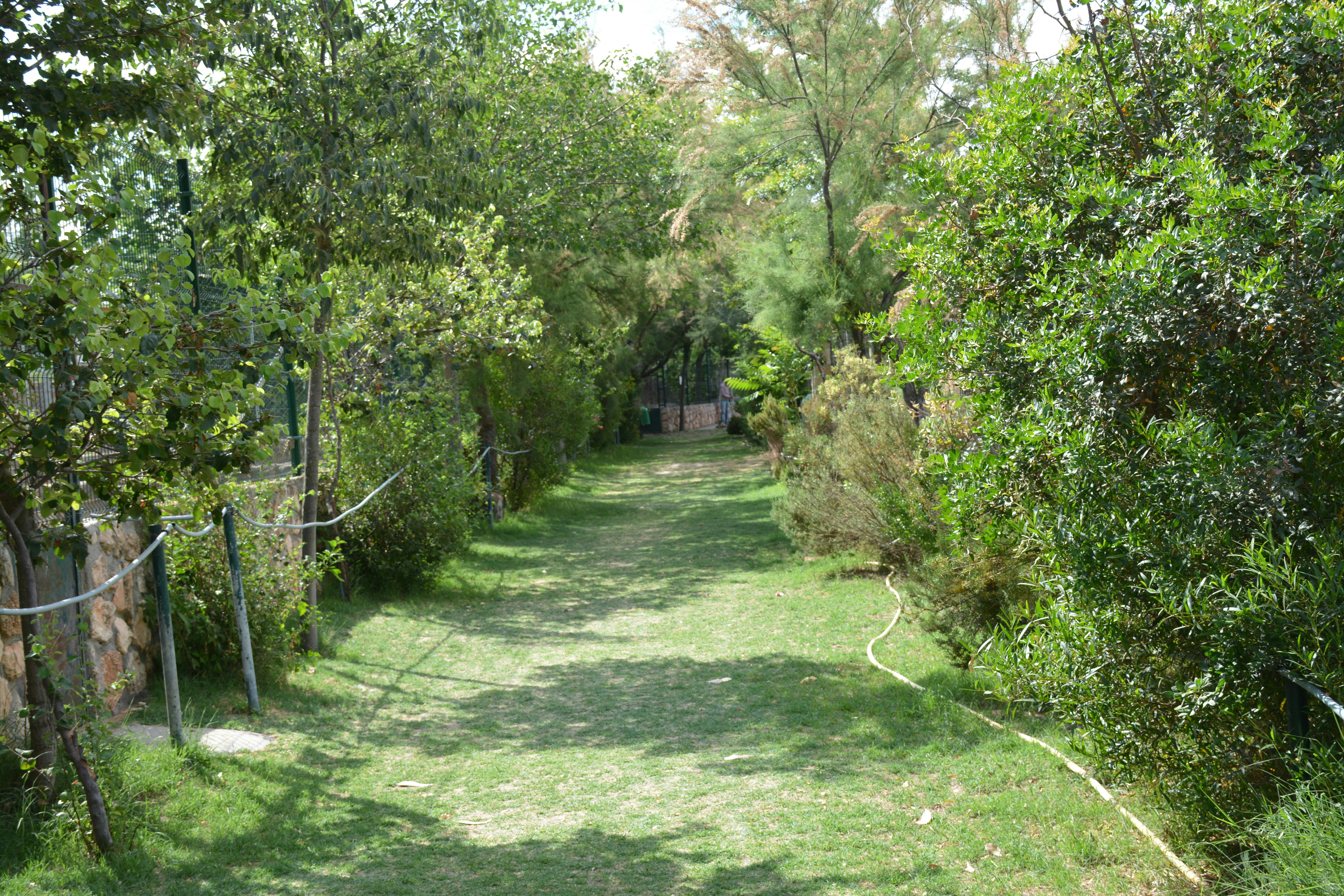 울창한 푸른 나무와 수풀로 둘러싸인 잔디가 우거진 통로가 저 멀리 그늘진 곳으로 이어집니다.