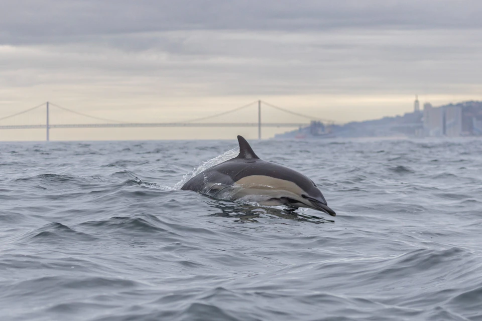 Common dolphin in the Tagus River