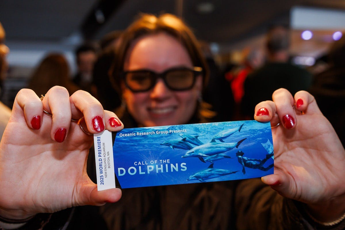 Το Κάλεσμα των Δελφινιών 3D