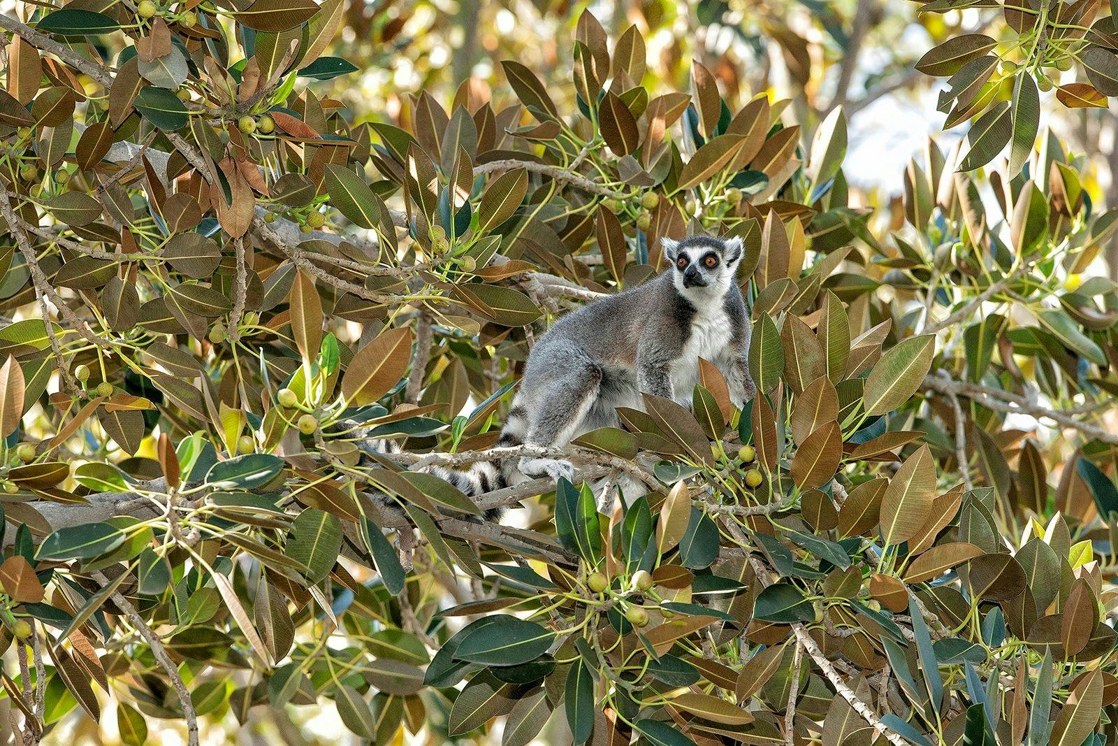 샌디에고 동물원