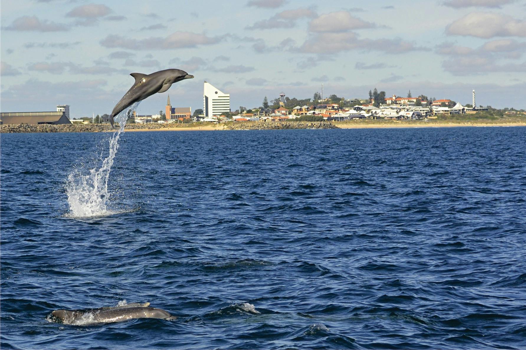 Des comportements spectaculaires de dauphins sauvages à quelques minutes de la plage.