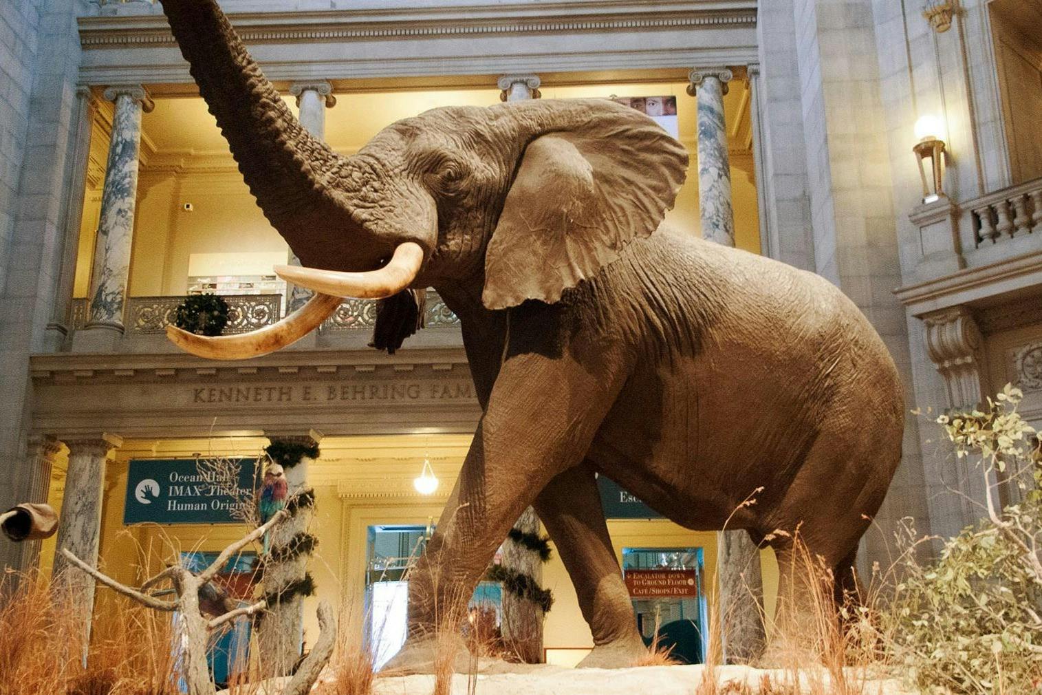 Smithsonian-Nationalmuseum für Naturgeschichte