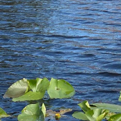 Miami: Everglades National Park Guided Tour + Airboat Ride from South Beach 5