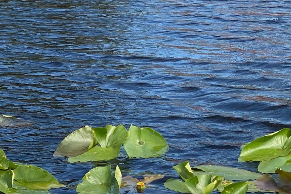 Wildlife