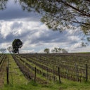 Vigna del Sagrantino dopo la potatura