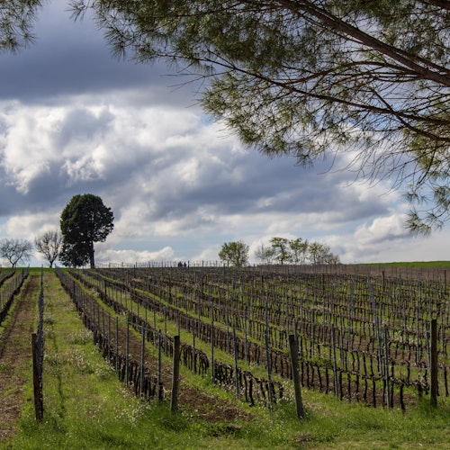 Vigna del Sagrantino dopo la potatura