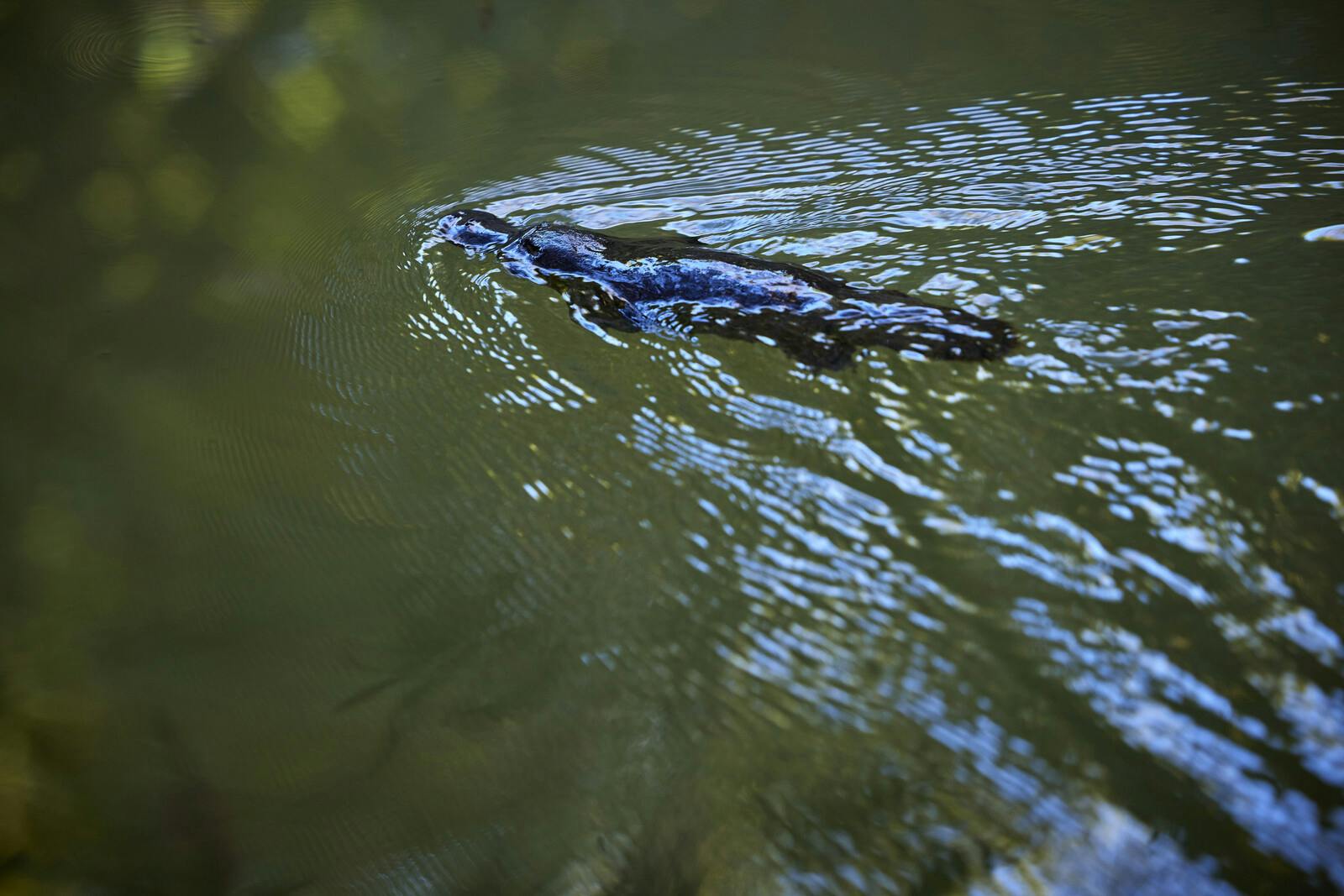 自然環境の中で波紋のある水の中を泳ぐカモメ。