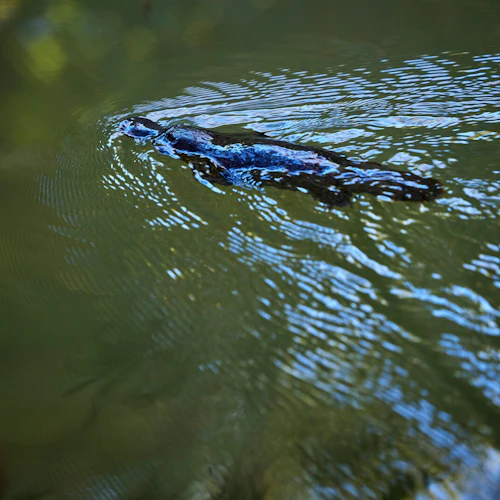 Tour noturno da floresta tropical e vida selvagem a partir de Cairns - Photo 8
