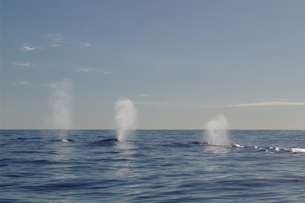 Migrace velryb hrbatých na Slunečném pobřeží na palubě dobrodružného raftingu