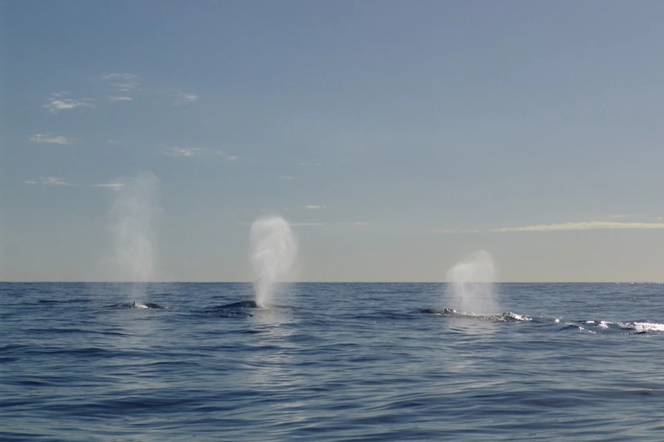 Humpback Whale Migration on the Sunshine Coast onboard Adventure Rafting