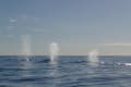 Migración de las ballenas jorobadas en la Costa Sunshine a bordo de Adventure Rafting