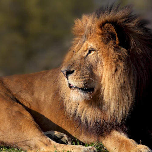 Ett lejon med en stor man ligger på gräset och tittar åt sidan, mot en suddig, naturlig bakgrund.