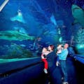 Im Istanbul Sea Life Aquarium lernen Sie alle Meeresbewohner aus nächster Nähe kennen. Istanbul Sea Life Aquarium Ticket auf Tripass.