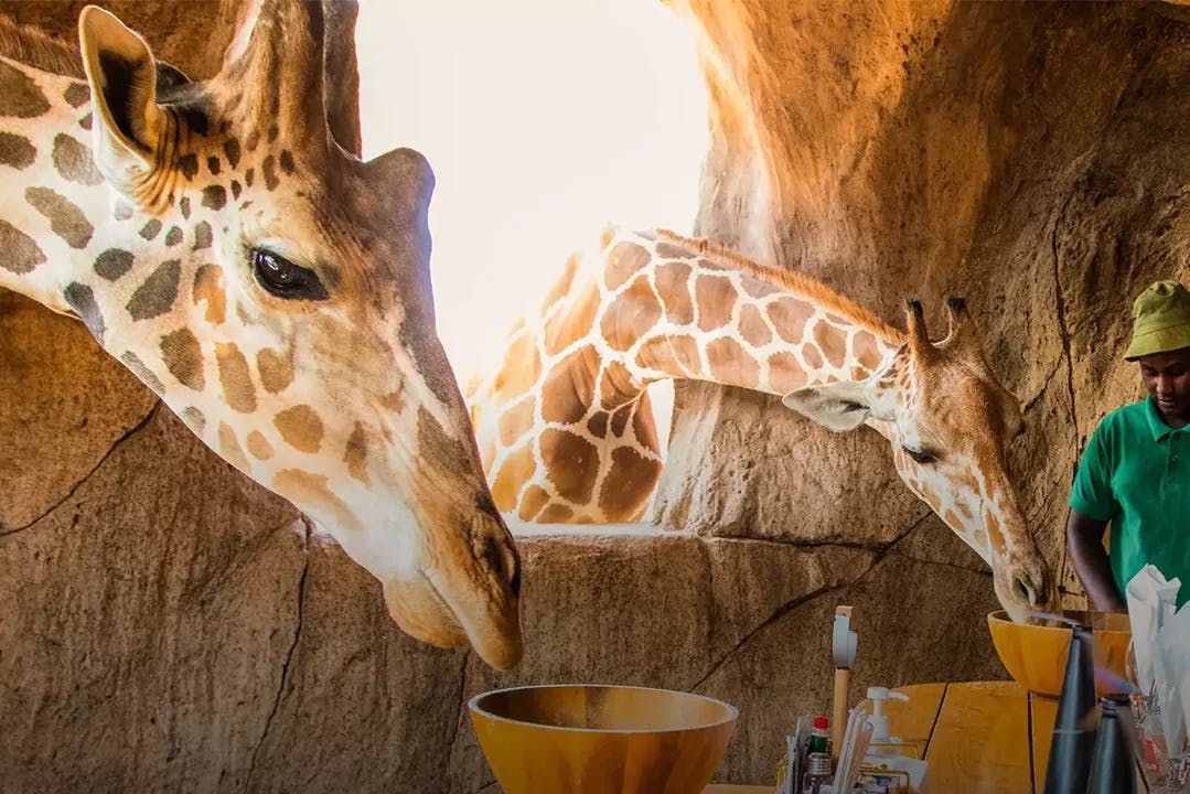 エミレーツ・パーク動物園