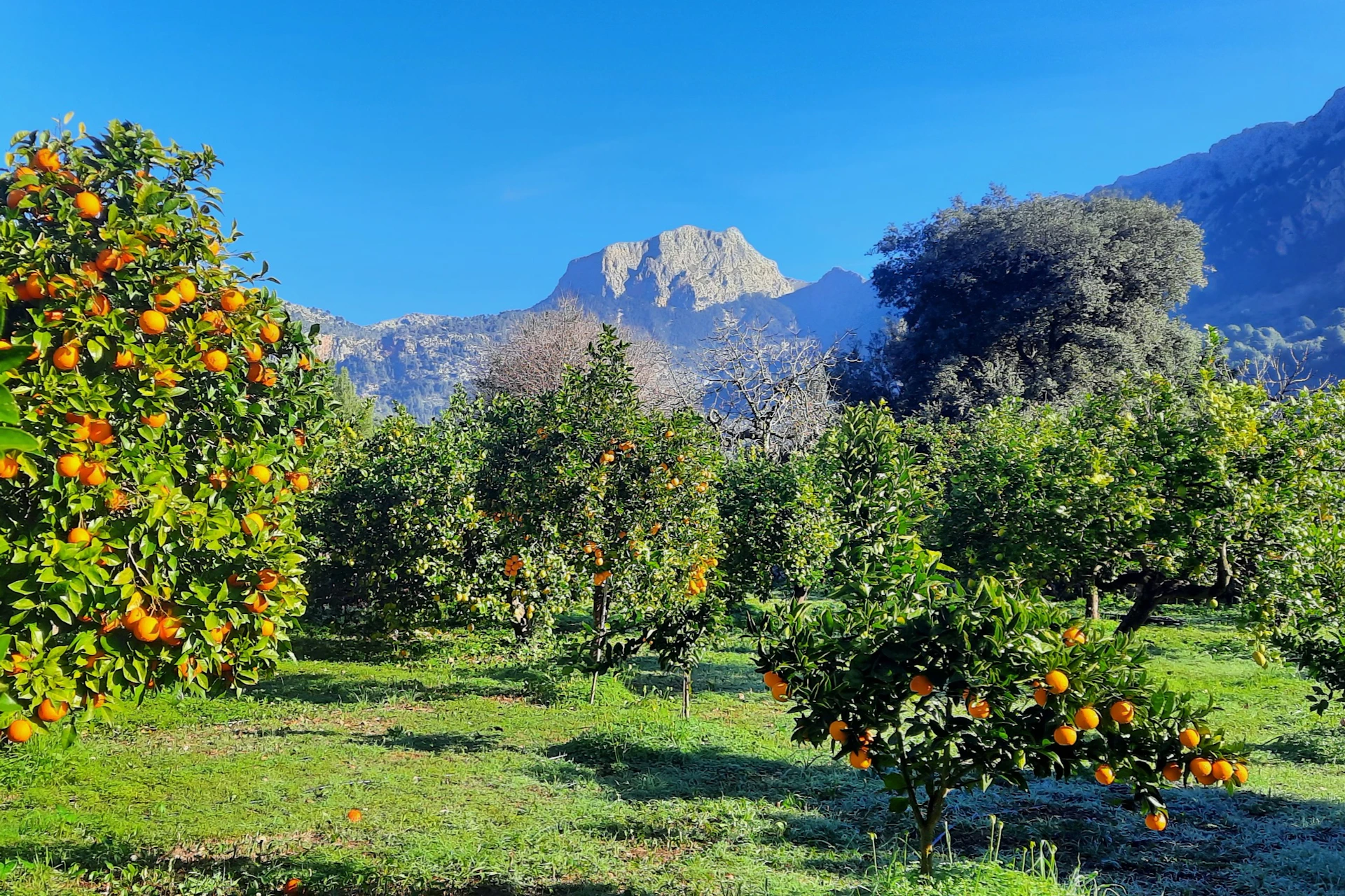 Orange farm near Soller