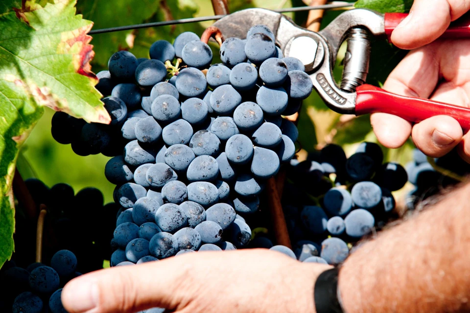 Grape