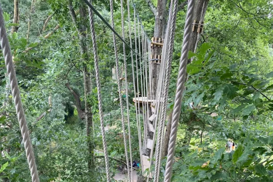 Dense forest with rope bridges and platforms attached to trees for an aerial adventure or obstacle course.