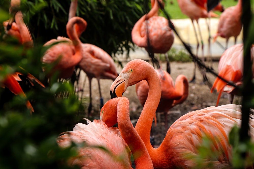Jardines Flamingo: Entrada sin colas